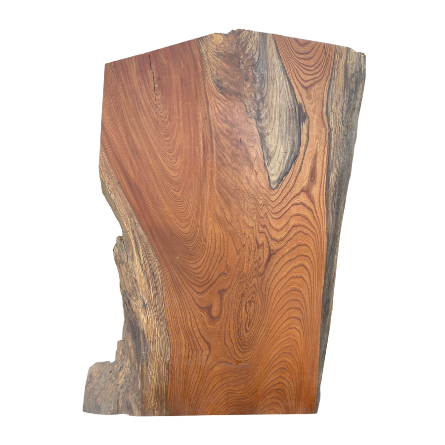 KEYAKI (Japanese Zelkova)｜ubu