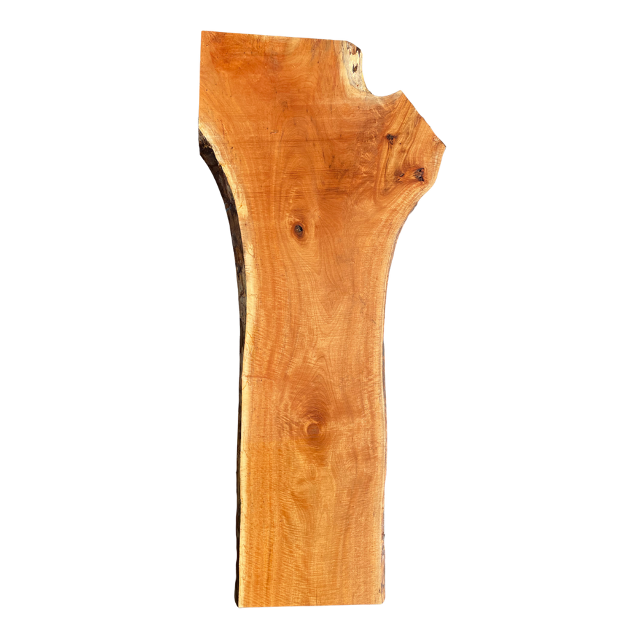 KUSU (Camphor Tree) | ubu
